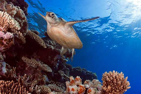 Meeresschildkröte vor Australien