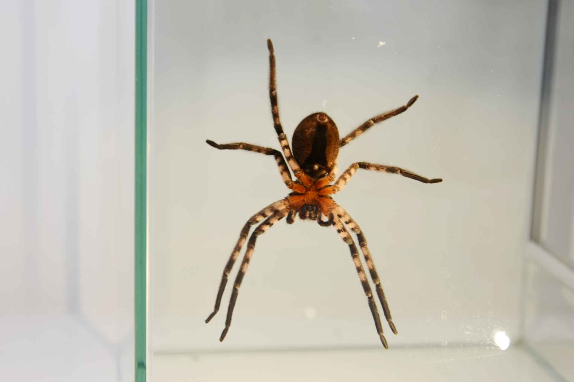 Biologie News | Was Spinnen an der Decke hält