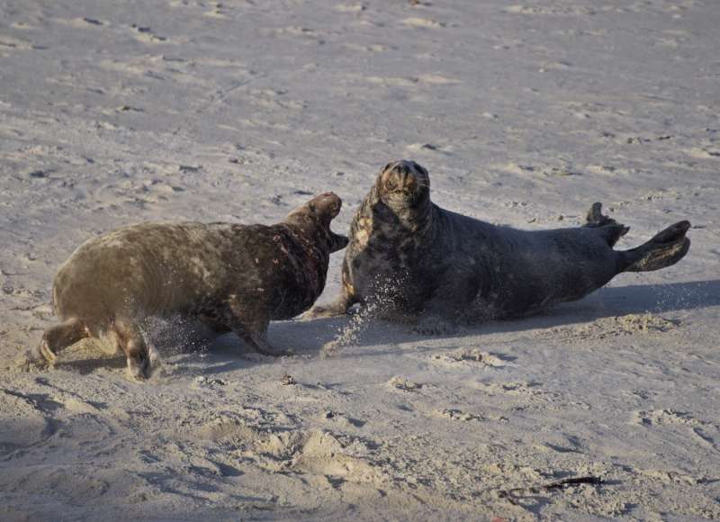 Biologie News Kegelrobben Fressen Seehunde Schweinswale Und Ihre Artgenossen