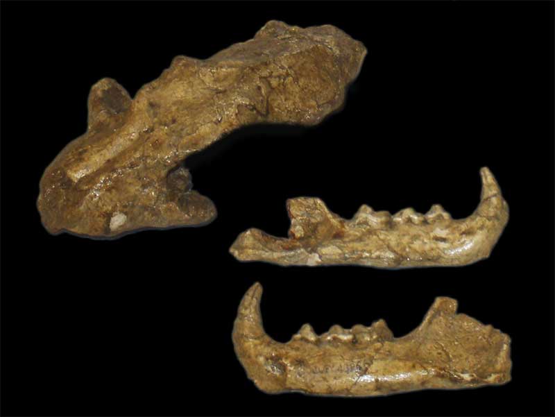 Lynx issiodorensis Fossilien