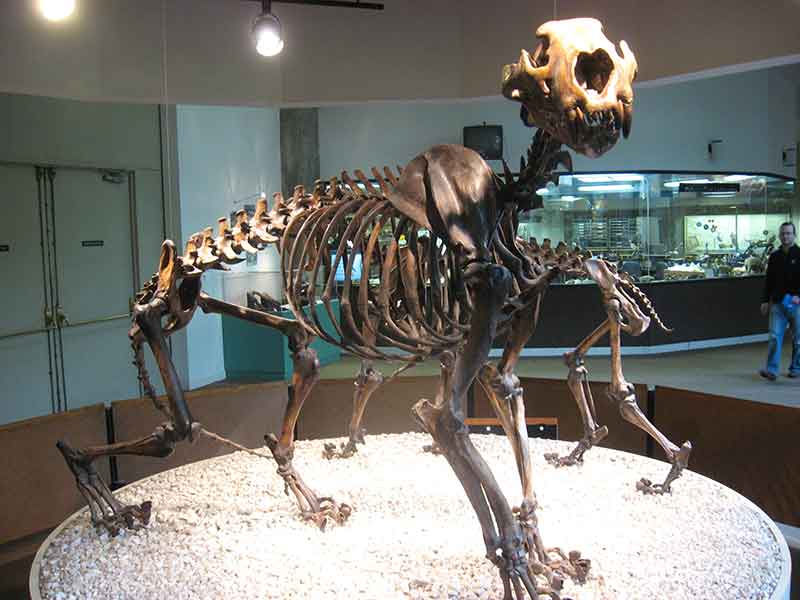 Skelett eines Amerikanischen Löwen
