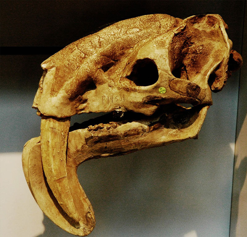 Thylacosmilus Schädel im British Museum of Natural History
