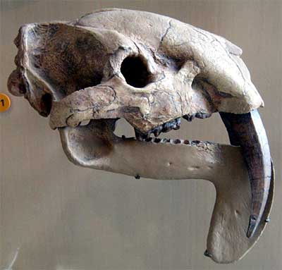 Thylacosmilus atrox, Schädel, American Museum of Natural History