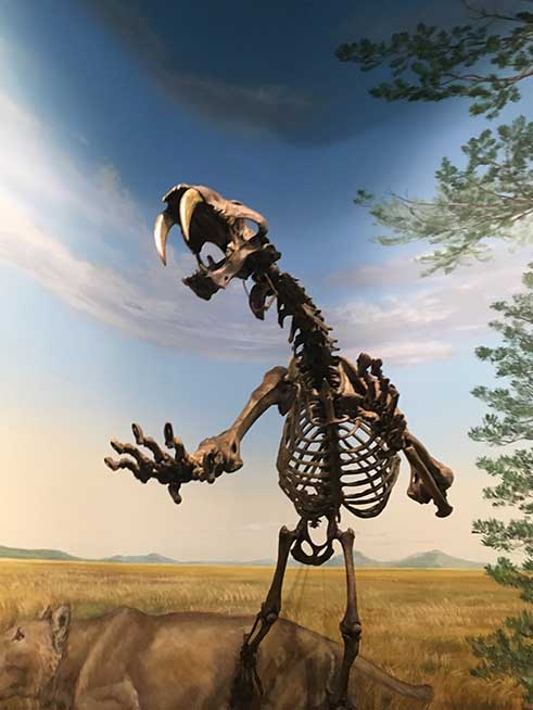 Skelett von Smilodon in aufrechter Position