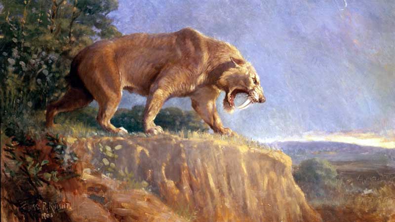 Smilodon, Gemälde von Charles R. Knight im American Museum of Natural History, New York City