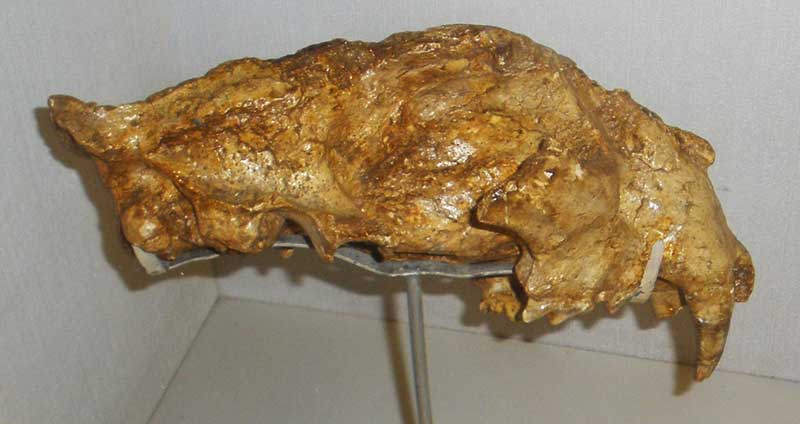 Panthera toscana Fossilien