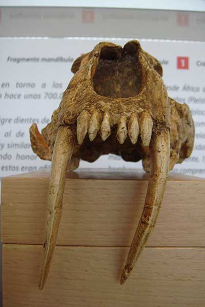 Homotherium latidens im  Museo de Prehistoria de Orce