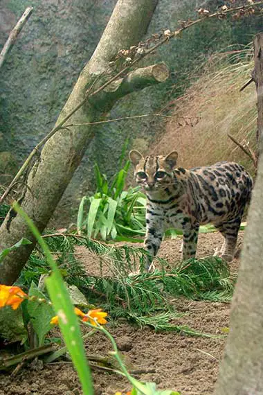 Langschwanzkatze im Zoo Edinburg