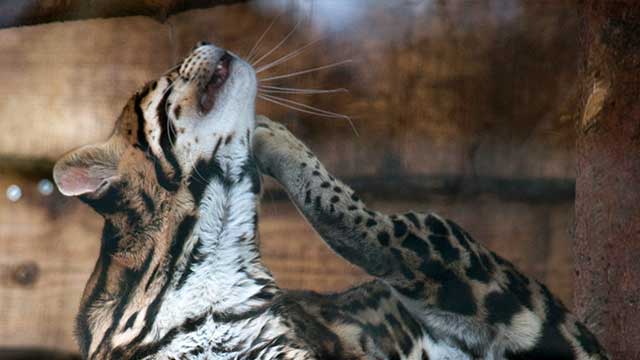 Ozelot (Leopardus pardalis)