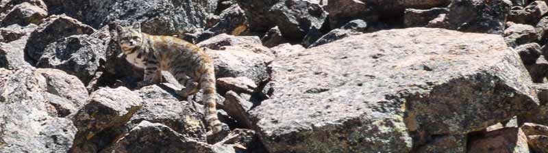 Andenkatze auf Wikimedia Commons