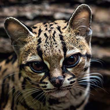 Langschwanzkatze Portrait