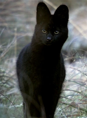 Serval mit Melanismus