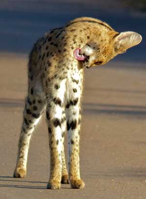 Serval im Krüger Nationalpark