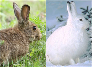 Schneeschuhhasen (Lepus americanus) sind die wichtigste Beute des Kanadischen Luchses (Lynx canadensis)