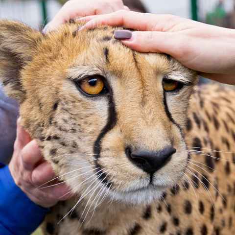 Menschenhände tätscheln Gepard - Portrait