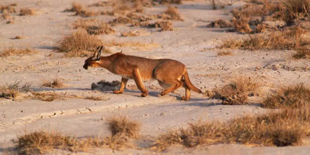 Karakal pirscht sich an seine Beute heran.