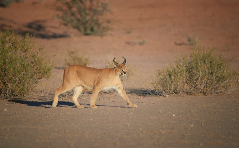 Karakal in Botswana