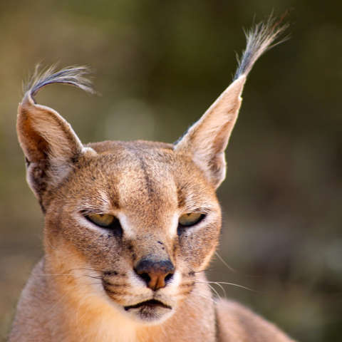 Karakal Portrait