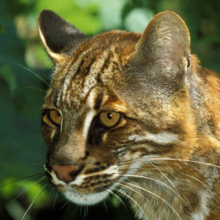 Portrait einer Asiatischen Golkatze