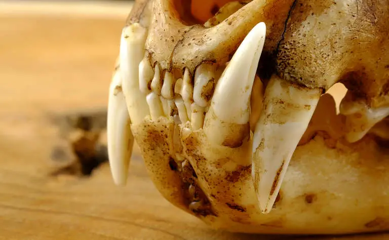 Zähne der Asiatische Goldkatze