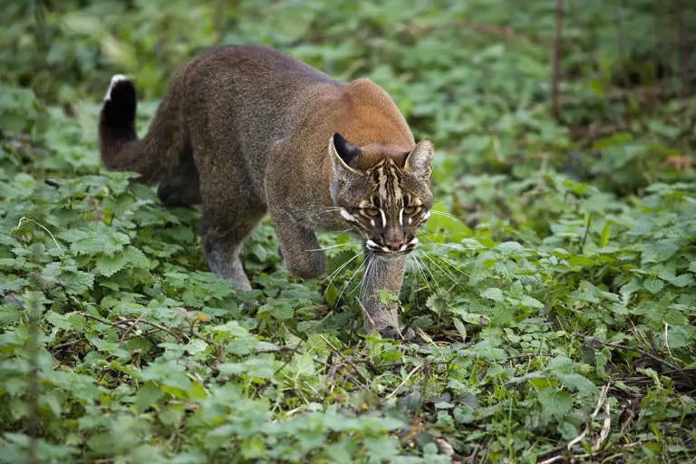 Asiatische Goldkatze streift durch den Wald