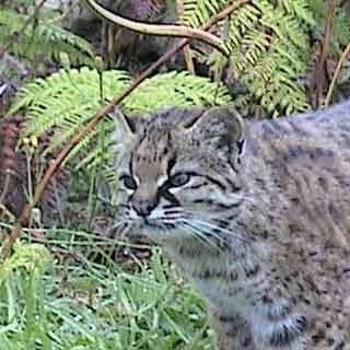 Chilenische Waldkatze, Portrait