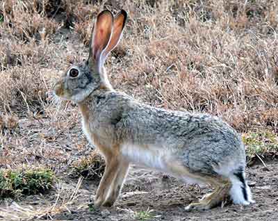 Kaphase, Beutetier der Schwarzfußkatze