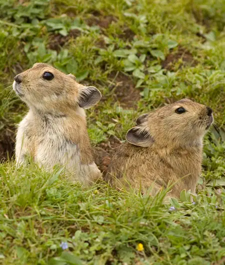 Der chinesische Vernichtungsfeldzug gegen die Pfeifhasen hat die Graukatze in große Gefahr gebracht