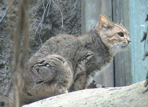 Graukatze - Felis bieti