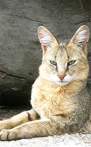 Rohrkatze - Felis chaus