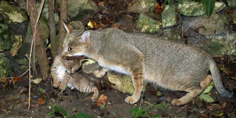 Rohrkatzenmutter trägt ihr Baby weg.