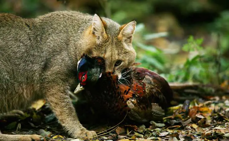 Rohrkatze hat einen Fasan erwischt.