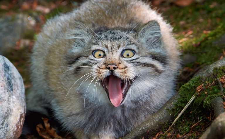 Manul (Otocolobus) gähnt.