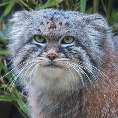 Manul Portrait