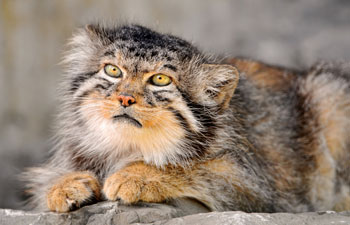 Manul