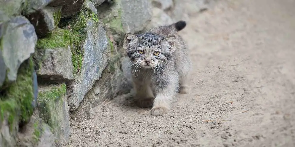 Baby Manul.