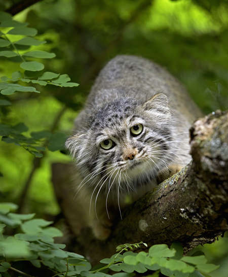Manul