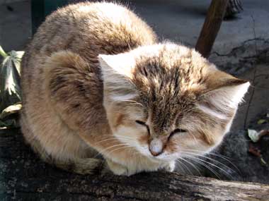 Sandkatze - Felis margarita