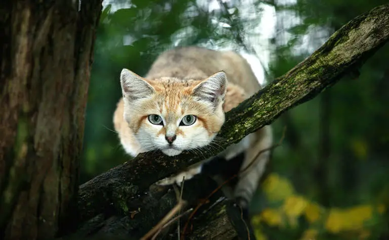 Die Sandkatze hat einen verhältnismäßig breiten Kopf.