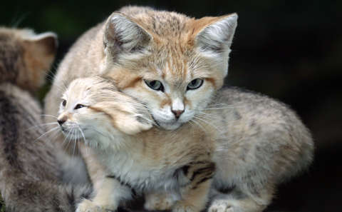 Sandkatze mit Baby 2