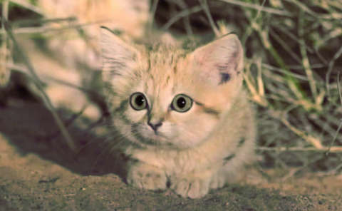 Sandkatzenbaby (Felis margarita)