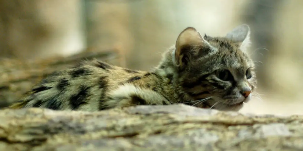 Schwarzfußkatze im Cincinnati Zoo