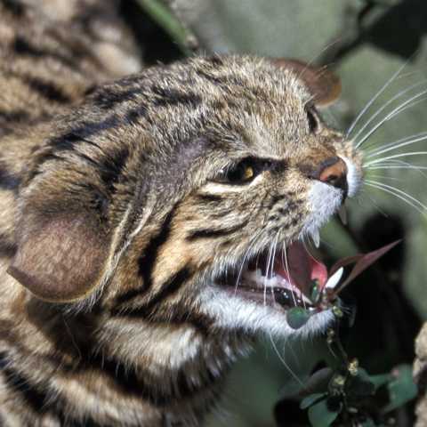 Schwarzfußkatze Portrait