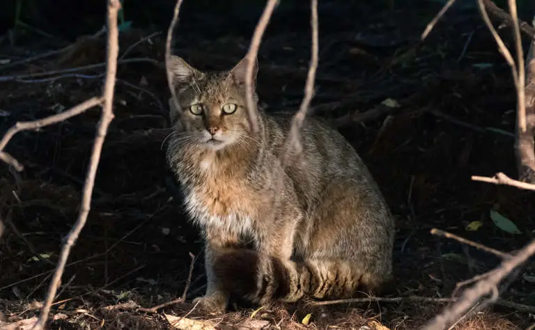 Wildkatze der Unterart Felis s. caucasia.