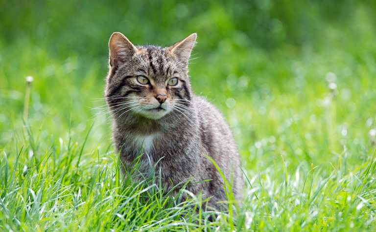 Wildkatze der Unterart Felis s. grampia.