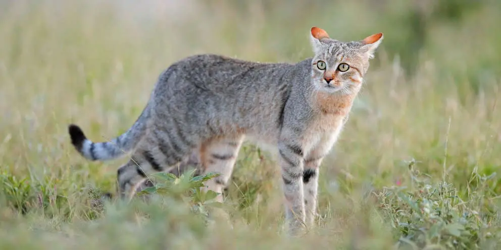 Falbkatze in Botswana