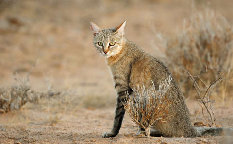 Falbkatze in der Kakahari, Südafrika