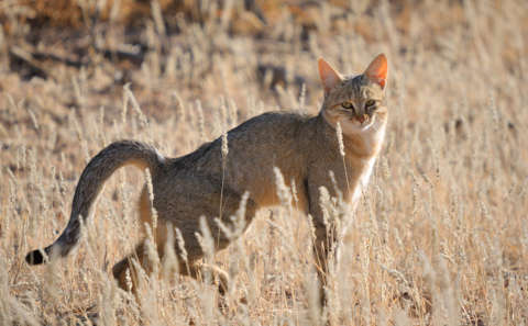 Falbkatze im Park Kgalagadi