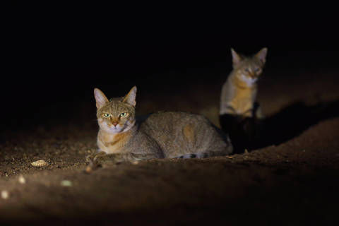 Falbkatze in der Nacht mit Nachwuchs