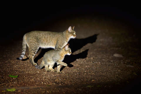 Noch eine Falbkatze in der Nacht mit Nachwuchs